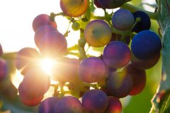 臉過(guò)敏吃葡萄籽有用嗎(吃葡萄籽會(huì)過(guò)敏嗎)