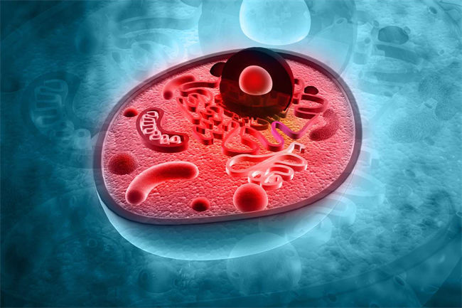 細(xì)胞營養(yǎng)液